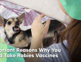 3 Important Reasons Why You Should Take Rabies Vaccine
